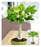 BALDUR Garten Hawaii-Palme, 1 Pflanze, Zimmerpflanze blühend Brighamia insignis, Vulkanpalme, exotische Zimmerpflanze, mehrjährig - frostfrei halten, Wasserbedarf gering, blü