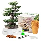 Easy Bonsai Starter Kit von SeedPal - Bonsai Set mit 4 versch. Bonsai Samen - Züchte deinen wunderschönen Bonsai Baum - Nachhaltiges Geschenkset / Pflanzset inklusive Anzuchtanleitung & Zubehör