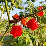 chili samen, jalapeno samen, balkonpflanzen，gartendeko für draußen bio saatgut，einfach zu Pflanzen schattenpflanzen winterhart，SchöNe Topfpflanze winterharte kübelpflanzen，Dekorative 300p