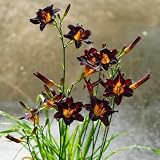 Taglilien Samen, Hemerocallis fulva, pflanzen für sonnige plätze Taglilien Winterhart Mehrjährig Samen, pflanzen samen, blumendeko stauden winterhart mehrjährig winterharte pflanzen 120p