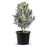 TropicTrees Hochstamm Olivenbaum winterhart | Busch Olea Europaea mit einem glatten Stamm und einer verspielten Form | echter Busch Olivenbaum 90 cm mit essbaren O