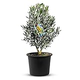 TropicTrees Hochstamm Olivenbaum winterhart | Busch Olea Europaea mit einem glatten Stamm und einer verspielten Form | echter Busch Olivenbaum 90 cm mit essbaren Oliven