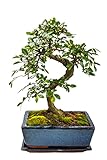 Bonsai Baum mit Keramik Blumentopf - Chinese elm - ca. 10 Jahre (ca.30-40 cm hoch)