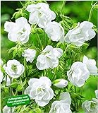 BALDUR Garten Winterharte Geranien 'Weiße Snow Double®', 2 Knollen, Geranium himalayense