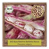 BIO Buschbohnen Samen Bohnen Sorte Borlotto Rosso mit runden & rot glänzenden Hülsen