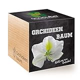 Feel Green Ecocube Orchideenbaum, Blüht Wie Eine Orchidee, Nachhaltige Geschenkidee (100% Eco Friendly), Grow Your Own/Anzuchtset, Pflanzen Im Holzwürfel, Made in Austria