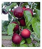 BALDUR Garten Cherrykose®' Kreuzung aus Kirschpflaume & Aprikose, 1 Pflanze, winterhart, mehrjährig, pflegeleicht, P. salicina x P. armeniaca, selbstfruchtend, Obstgehölze, Obst-R