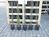 Mittelmeer-Zypresse 80-100 cm Cupressus sempervirens Säulen-Zypresse Echte Zypresse