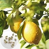 P12cheng Samenpflanze 20 Stück/Beutel Zitronenbaum-Samen, nährstoffreich, einfache Bepflanzung, hohe Keimung, mehrjährige Pflanze, Sämlinge für Garten – Zitronenbaum-Samen