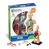Learning Resources LER3336 Anatomie-Modell menschlichen Körper, Multi, c1