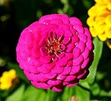 Garten-Zinnie - Zinnia Purple Prince - Zinnia elegans - Blume - 50 Samen