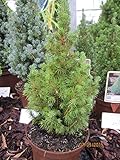 Picea glauca conica perfecta - Zwerg-Zuckerhutfichte Conica Perfecta