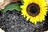 20 kg Sonnenblumenkerne schwarz Neue Ernte 2022 Vogelfutter Ganzjahresvogelfutter von Futterbauer