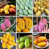 mangobaum samen, exotische früchte samen pflanzen für sonnige plätze säulenobst baum obst pflanzen biosaatgut einfacher Anbau Obstbaumsamen Premium obst samen obstpflanzen nachhaltige 35p