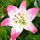 Lilien zwiebeln，Auf dem Gartenbalkon werden im Frühjahr 4 Sorten starker fremder Lilien mit starkem mehrjährigem Duft gepflanzt-15zwiebeln,3