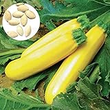 200 gelber Sommer-Squash-Zucchini-Samen Hohe Keimrate Leicht zu wachsen nahrhafte Gemüsegartenpflanzen für den Gartenhaus Zucchini-Samen Einheitsgröße