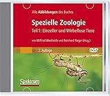 Spezielle Zoologie.Tl.1,CD-ROM: Einzeller und Wirbellose Tiere. Alle Abbildungen des Buches