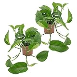 Dominik Blumen und Pflanzen, Efeutute, Epipremnum aureum, 2 Pflanzen, Zimmerpflanzen, rankend, Ampelp