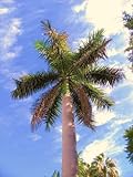 KUBANISCHEN ROYAL Palme Zierpalmen Hause Pflanzensamen 50 Samen