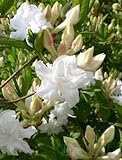 weiß blühende Garten Azalee Rhododendron luteum Whitethroat 30 - 40 cm hoch im 4 Liter Pflanzcontainer