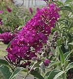 Zwerg-Schmetterlingsflieder buzz Pink Purple - Buddleja buzz Pink Purple (60-80)