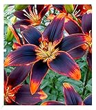 BALDUR Garten Lilie 'Forever Susan',3 Zwiebeln, Lilium Asiaticum, winterharte und mehrjährige Lilie, Zwiebelumfang 16-18 cm, Lilienzwiebeln, Blumenzwiebeln, bienenfreundlich, schmetterling
