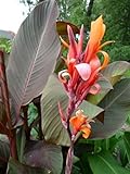 Canna indica - Indisches Blumenrohr' RUSSIAN RED' 2 Rhizom