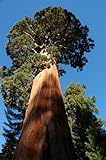 Seedeo® Anzuchtset Berg - Mammutbaum (Sequoiadendron giganteum) 50 Samen