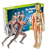 ZJM 3D-Anatomie-Modell des Menschlichen Körpers, DIY-Skelett-Montagemodell Kinderwissenschaft Früherziehung Lernspielzeug, Realistisches Menschliches Anatomiemodell