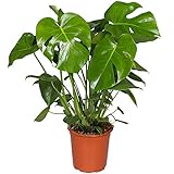 Monstera Deliciosa Pflanze Fensterblatt | Pflanze im Topf fürs Zuhause oder das Büro