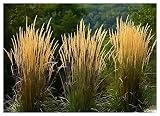 5 x Calamagrostis x acutiflora 'Waldenbusch' im 1 Liter Topf (Ziergras/Gräser/Winterhart/Mehrjährig) Reitgras/Sandrohr - Top als Sichtschutz Hecke - Perfekte Kübelpflanze - von Stauden Gäng