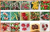 Chili Sortiment 15 sehr scharfe Sorten für Hobbygärtner, die scharfe Küche lieben. Samen Saatgut