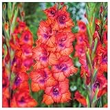 Gladiolenzwiebeln,Gladiolen Zwiebeln Winterhart,Viele Blumen, Winterhart,Gladiolen Knollen,Gladiolen,Gartenzwiebeln, FrüHblüHend, Zauberzwiebeln-10zwiebeln-D