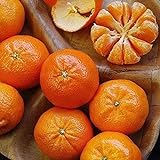 50pcs Orange Samen Helle Farbe Beliebte Obst Mehrjährige Garten Einfach Zu Überleben Schaffen Indoor Und Outdoor Gärten Effiziente Pflanzen