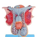 Körpermodell Männliches Fortpflanzungsmodell - Anatomisches Menschliches Körpermodell Männliche Genitalorgane Modell Menschliches Externes Genitales Anatomisches Modell - Medizinische Trainingshilfe