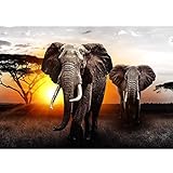 Runa Art Fototapete Afrika Elefant Sonnenuntergang Modern Vlies Wohnzimmer Schlafzimmer Flur - made in Germany - Grau Orange 9236010a