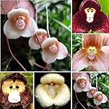 Blumensamen 1 Tasche Blume Samen seltene neuartige Form vielseitige auffällige Haus Pflanze Samen für Garten - 200pcs Affe Gesicht Orchidee Samen
