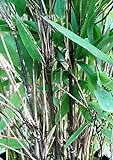 Schwarzer Bambus - Fargesia nitida Black Pearl - keine Wurzelausläufer - schnell wachsend - winterhart (80/100 cm hoch)