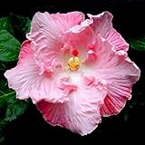 200 Riesen-Hibiskus Samen Speiseteller Hibiscus/Perennial Blume/Huge 10-12 Zoll Blume für zu Hause Garten Bepflanzung Mischfarben