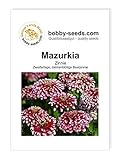 Mazurkia Zinnien Samen von Bobby-Seeds Portion