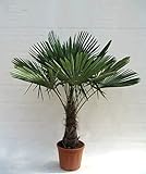 Winterharte Hanfpalme - Trachycarpus fortunei - 140-150cm Stamm 40-50cm im Ø 36cm Topf