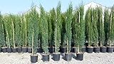 6x Mittelmeerzypresse 160 cm Säulen Toskana Zypressen Zypresse Cupressus Semper.