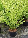 Ligustrum ovalifolium Aureum - Goldliguster Stückzahl 10