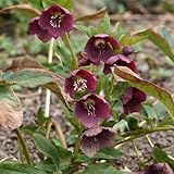 Christrose Red Hybrids - Der topf / 8
