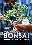 Bonsai selbst gezogen: - aus heimischen Bäumen