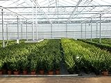 1 Pflanze Buchsbaum-Kugel 22-25 cm Ø Buxus sempervirens sempervirens