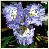 Geeignet Zum Pflanzen Von Iriszwiebeln、Schönen Zierblumen、 Gartenschätzen、Exquisiten Schnittblumen Und Lebenden Grünpflanzen-8Zwiebeln,B