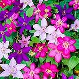 Gardeners Dream Clematis Winterharte Pflanzen - 3 x 9 cm Farben Gemischte Dauerblüher Kletterpflanzen im Topf - Mehrjährige Stauden - Ideale Garten Pflanzen, Balkon Pflanzen & Kübelp