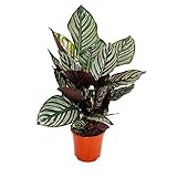 Exotenherz - Schattenpflanze mit ausgefallenem Blattmuster - Calathea ornata - 14cm Topf - ca. 50cm hoch