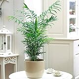 Chamaedorea Elegans Palme – Große Premium Zimmerpflanze im 13 cm Topf